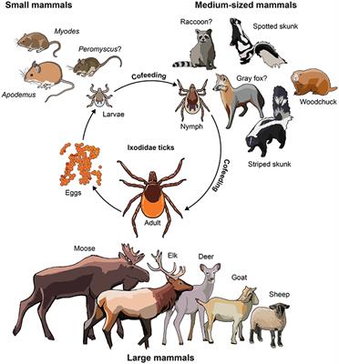 The Role of Mammalian Reservoir Hosts in Tick-Borne Flavivirus Biology